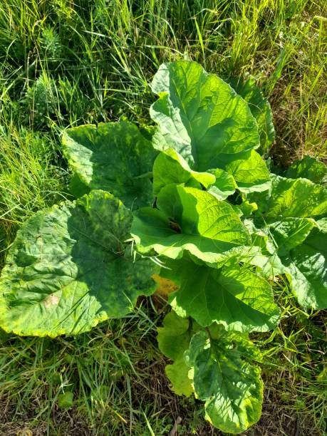 istock Big leaves in the garden 2155758065