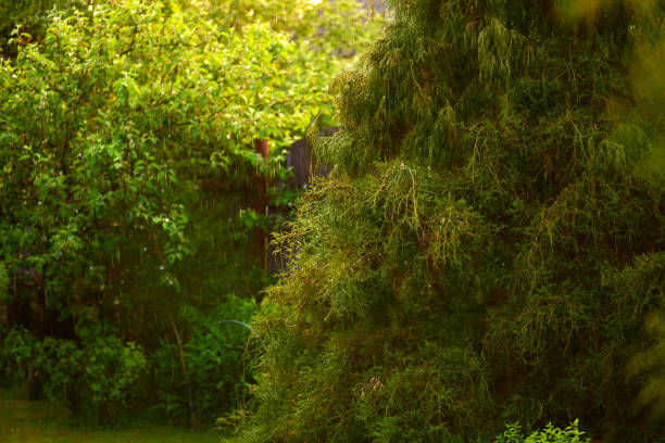rain in the garden