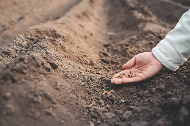 istock Farmer's hand planting seed in soil 2155760417