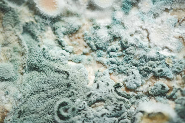 istock blue mold close up background, macro photography 2155760797