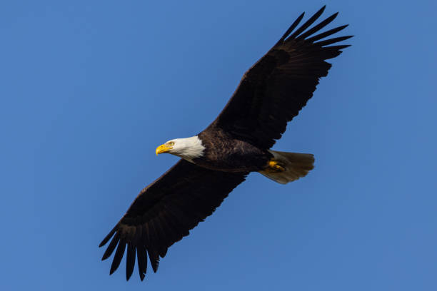istock Bald eagle flying, seen in the wild in  North California 2155761639