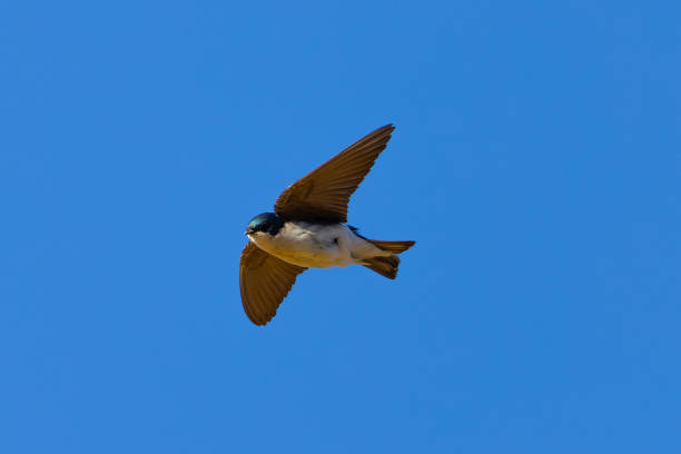 istock Close view of a barn swallow 2155761655