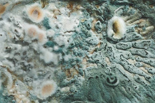 istock blue mold close up background, macro photography 2155761676