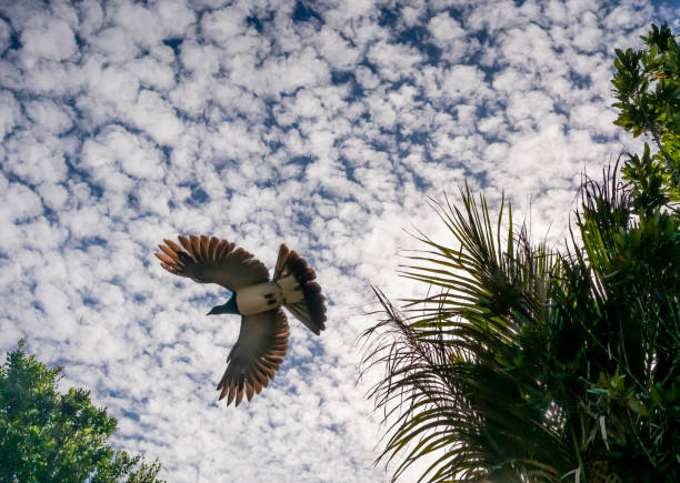 Kereru wood pigeon flying below puffy clouds, wings outstretched.
