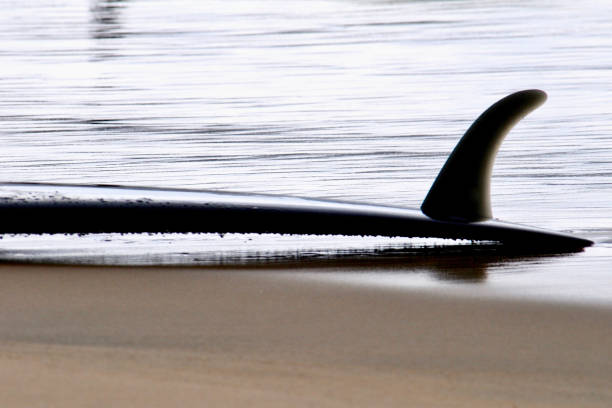 Surfboard on the Wet Sand