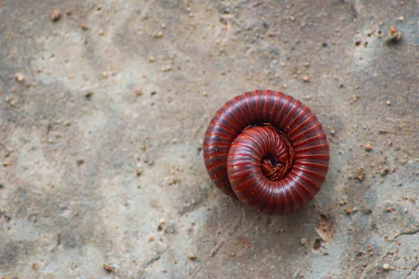 An earthworm stretches across fertile forest soil, surrounded by roots and natural detritus. The vibrant environment highlights the symbiotic processes occurring within the ecosystem.