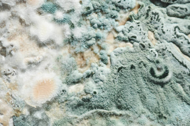 istock blue mold close up background, macro photography 2155764927