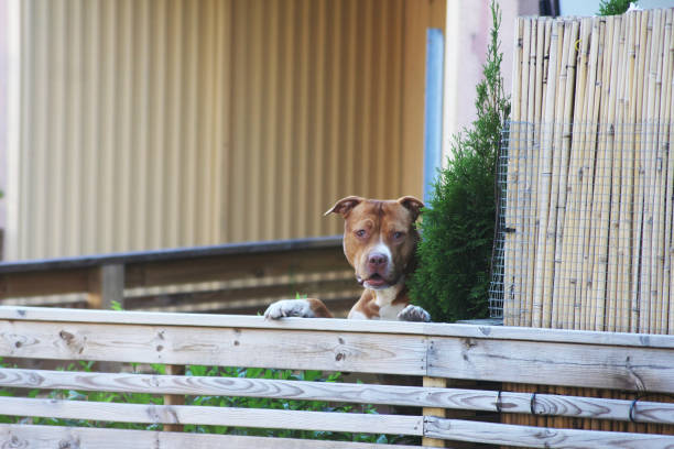 An amstaff dog protects it’s yard