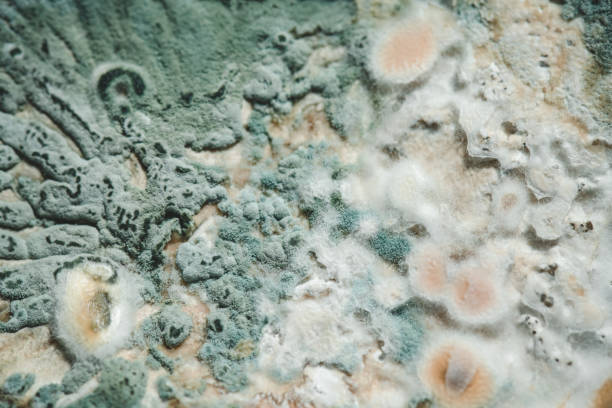 istock blue mold close up background, macro photography 2155766693