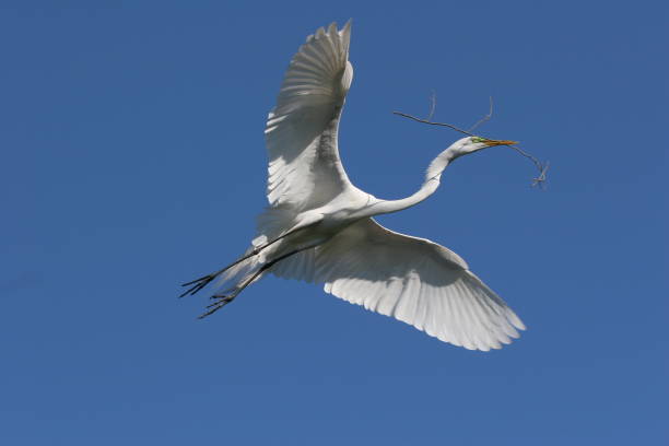 istock Great Egret with nesting material in flight in Saint Augustine, Florida. 2155767611