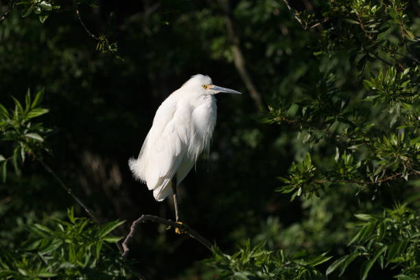 istock Snowy Egret against dark background in Saint Augustine, Florida. 2155767642