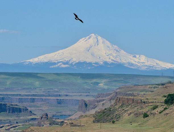 istock Mount Hood In Oregon With Eagle Above The Columbia River 2155767677