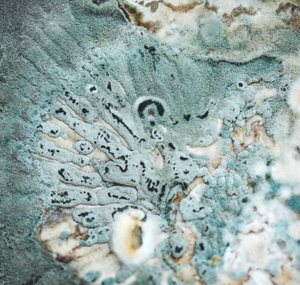 istock blue mold close up background, macro photography 2155768561