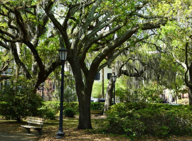 istock Park Bench in a Shady Savannah Square 2155770485