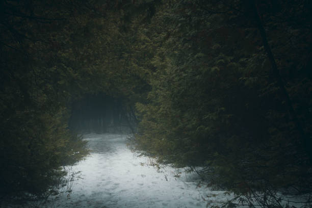 istock Soft early morning light breaks through a calming dark misty forest. 2155770489