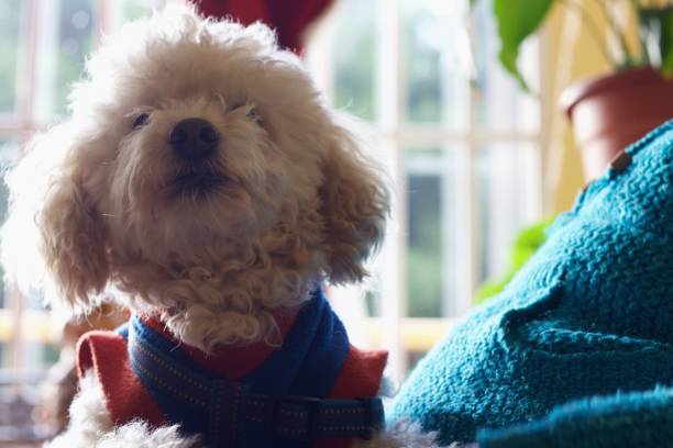 small white dog next to his master on the sofa