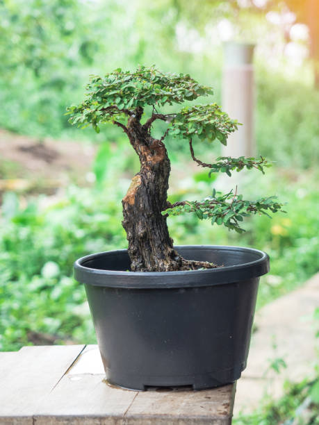 istock Phyllodium pulchellum in plastic pot used to create bonsai. 2155772686