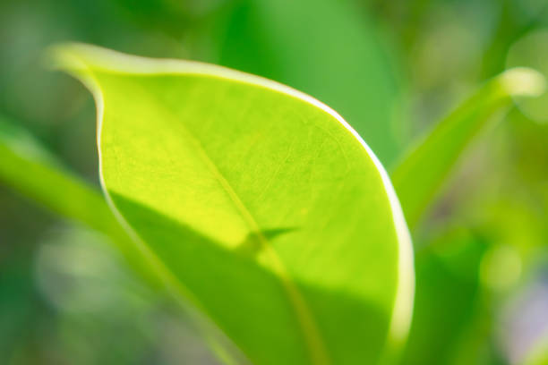 Macro close up of green leaf