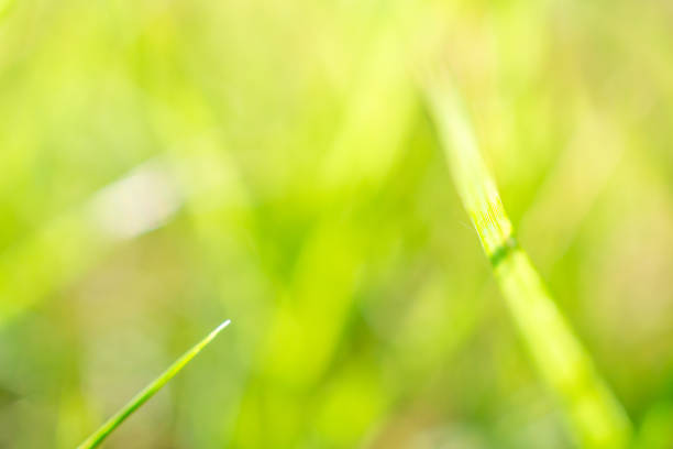 green grass leaf in garden with blur background