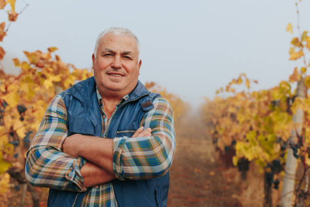 istock Vineyard Exploration Senior Winemaker Amidst Autumnal Grapes. 2155775640