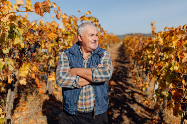 istock Winemaking Maestro Senior Farmer Agronomist Overseeing Fall Grape Harvest 2155775645