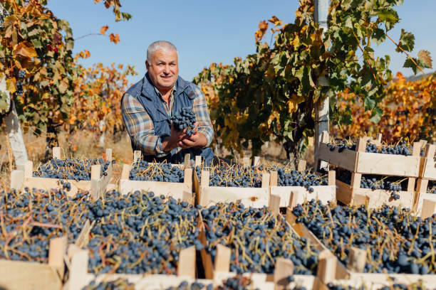 istock Harvest Maestro Senior Winemaker in Autumn Glory 2155775648