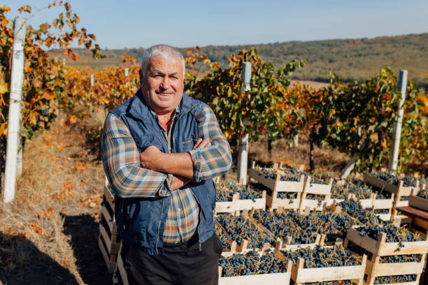 Wine Harvest Elegance Senior Farmer Agronomist
