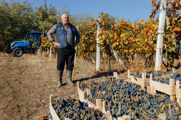 istock Winemaking Legacy Senior Expert Amidst Grape Harvest 2155775653