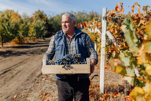 istock Grapes of Experience Senior Farmer Walking Through Rows with Harvested Crate 2155775654