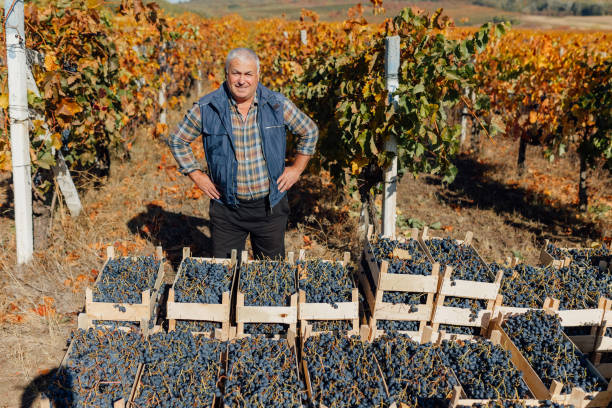 istock Autumn Ambiance Skilled Agronomist and Winemaker in Vineyard Fields. 2155775665