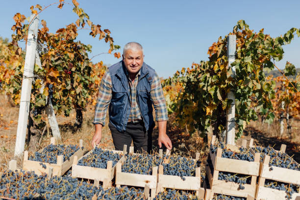 istock Vineyard Mastery Senior Winemaker Surveys Autumn Bounty 2155775667