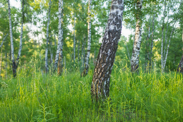 Birch tree. Summer forest.