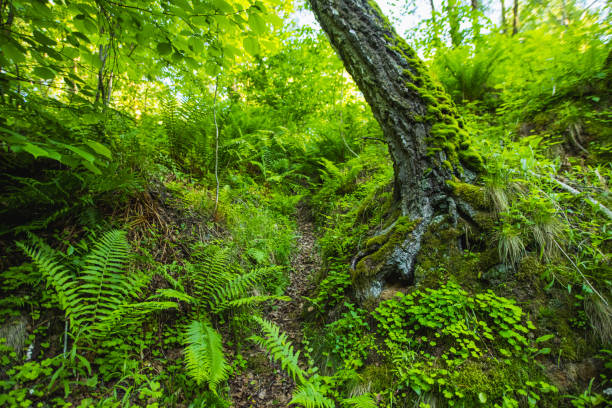 Green fern.