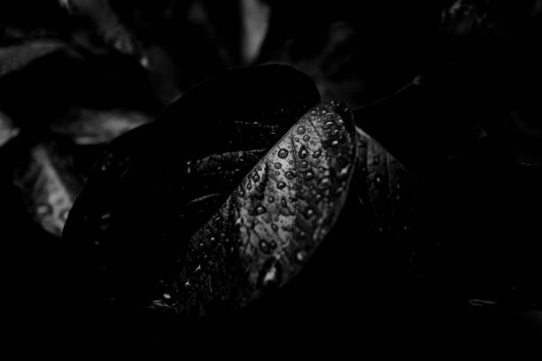 istock LEAVES AND RAINDROPS FOR BACKGROUND: MONOCHROME SENSOR 2155777167