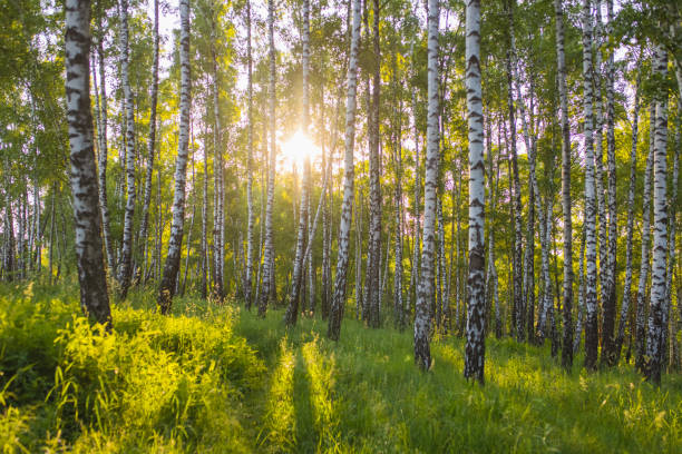 istock Birch tree. Summer forest. Nature background. Green leaves 2155777274