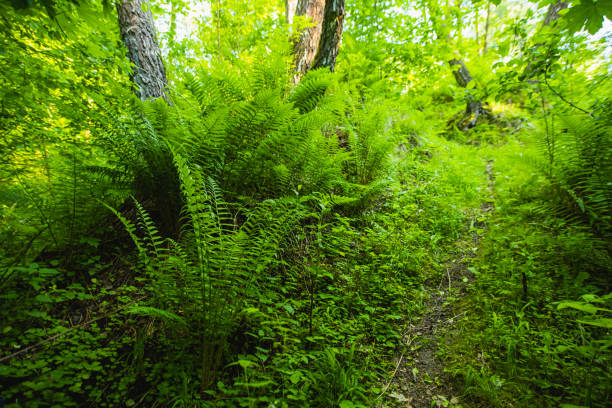 Green fern.