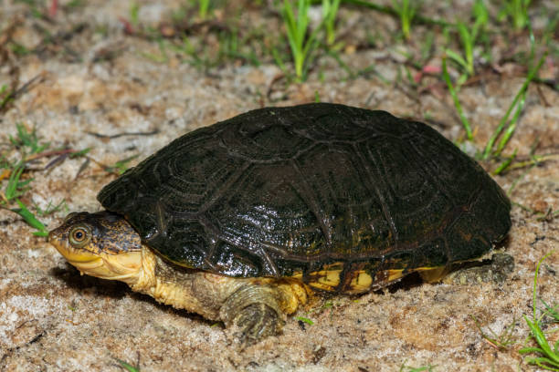 istock Marsh terrapin (Pelomedusa subrufa), also known as the African helmeted turtle, the crocodile turtle, or the African side-necked turtle 2155777668