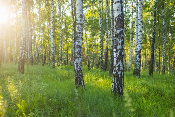 istock Birch tree. Summer forest. Nature background. Green leaves 2155777689