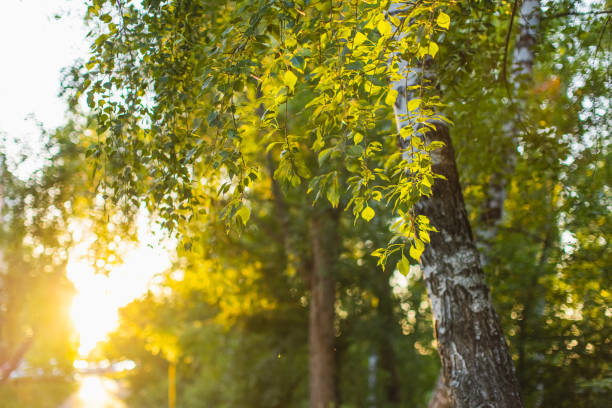 Birch tree. Summer forest.