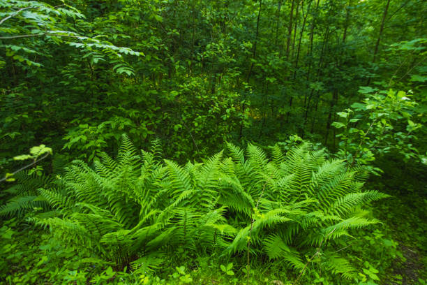 Fern in the forest ambient Light through the trees