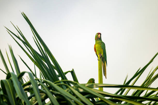 istock Parrot on a Treetop in Costa Rica 2155778339