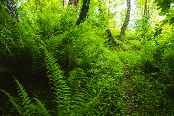 Green fern.