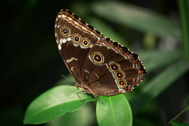 istock Butterflies and caterpillars 2155778451