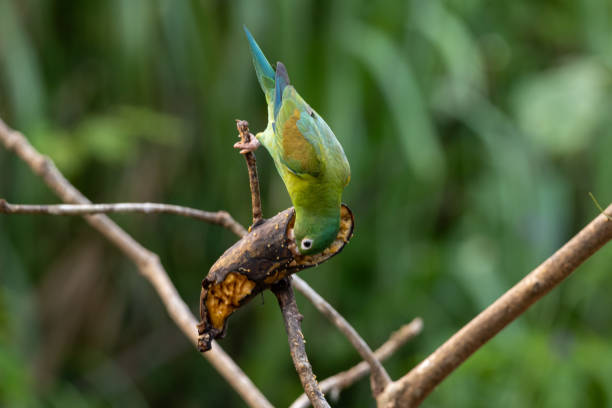 istock A Green Parrot Eating a Banana 2155778495
