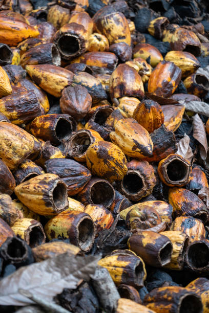 Caoco Shells 50+ Criollo Cacao Stock Photos, Pictures & Royalty-Free Images - iStock