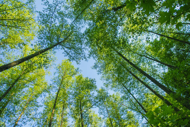 Summer forest.
