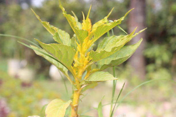 close-up of Celosia argentea flower in the garden