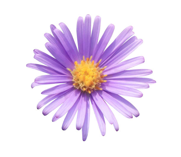 istock Small purple flower isolated. 2155783877