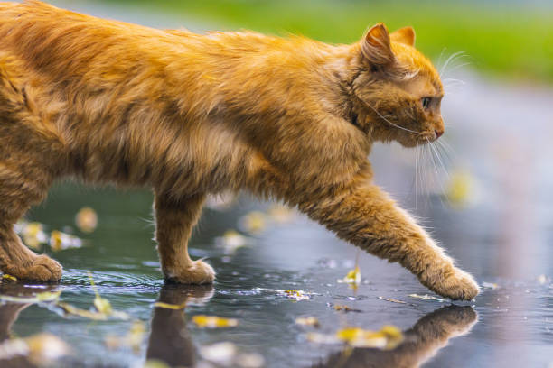 Orange cat on city street.