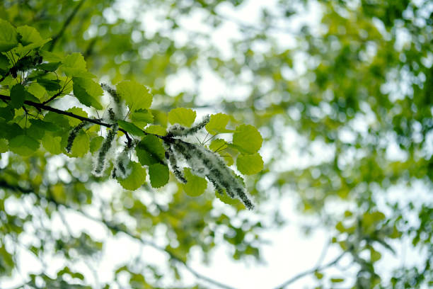 Poplar fluffy seeds on the branches.